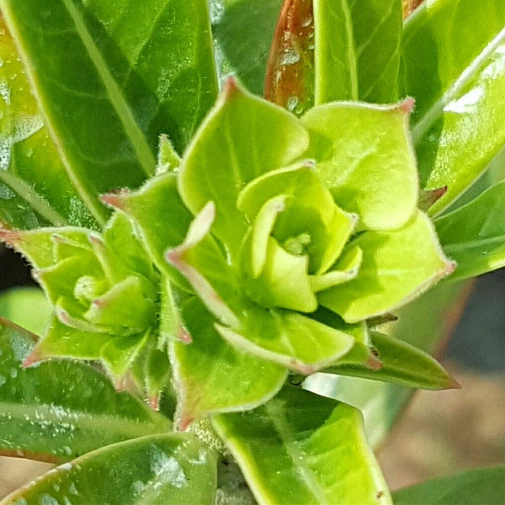 Green Spring Adenium Plant - myBageecha
