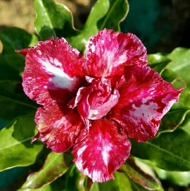 Strawmist Adenium Plant - myBageecha