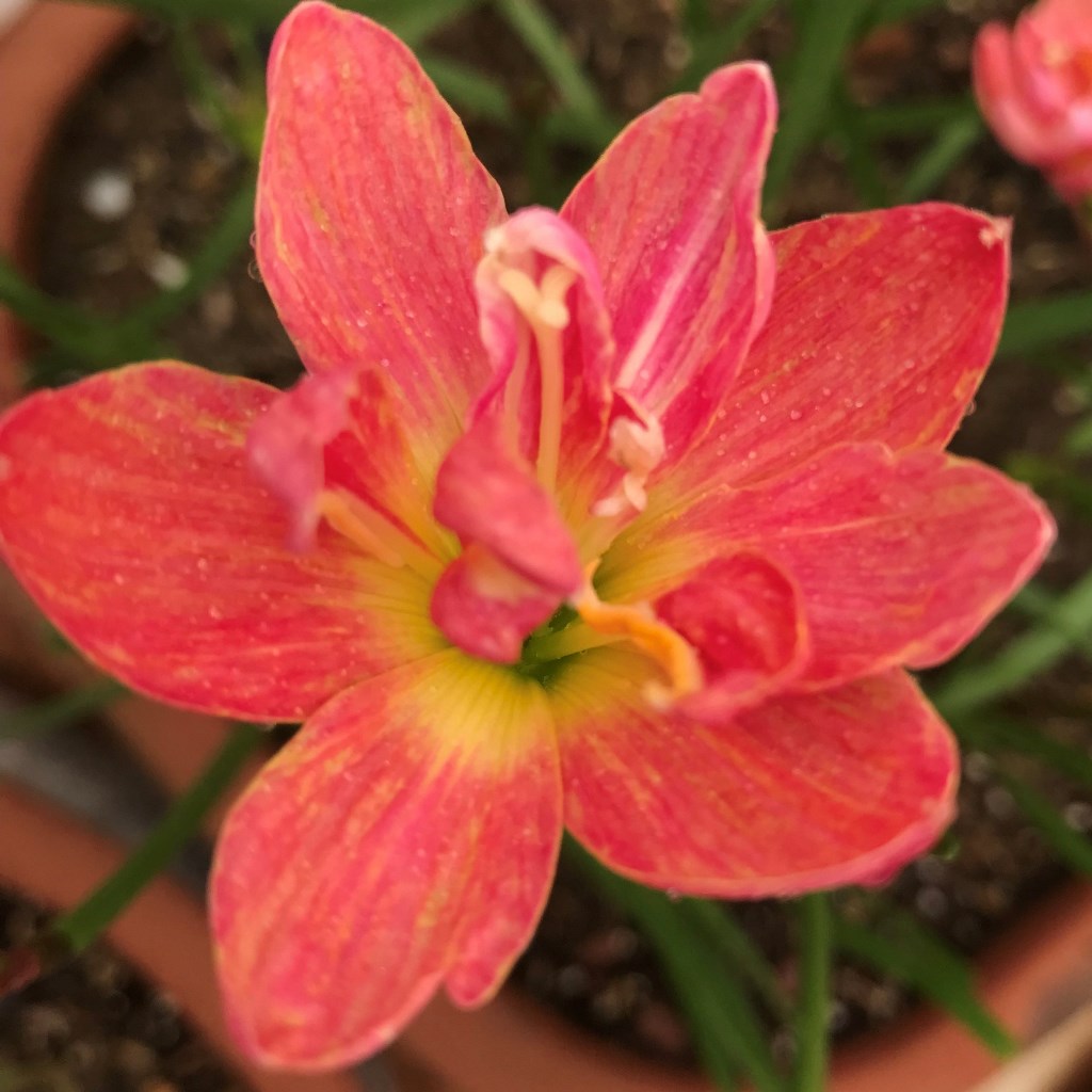 Rain Lily 'Madame Butterfly' (Bulbs) - myBageecha