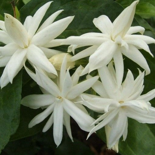 Jasminum Sambac Madan Mogra Plant - myBageecha