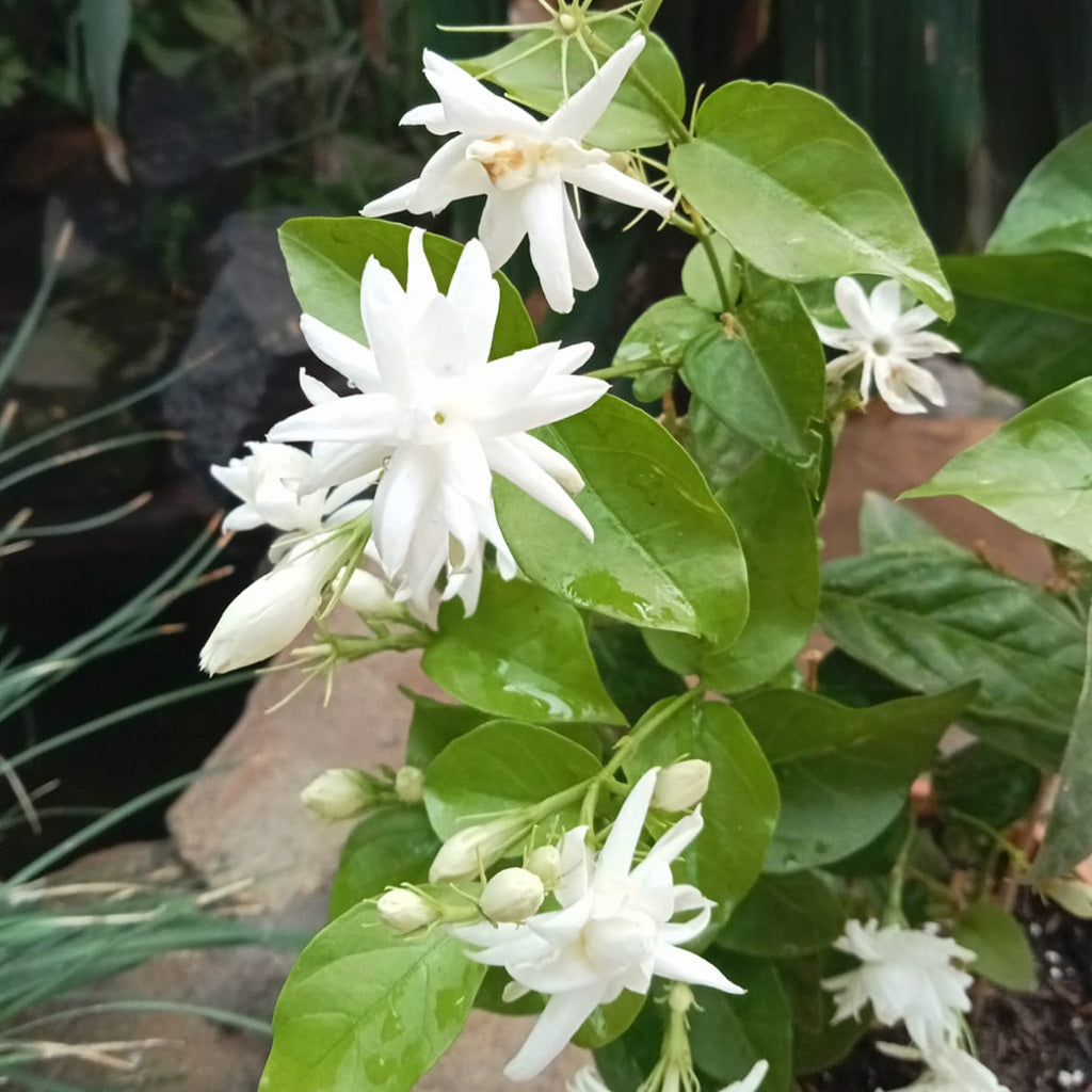 Jasminum Sambac Madan Mogra Plant - myBageecha