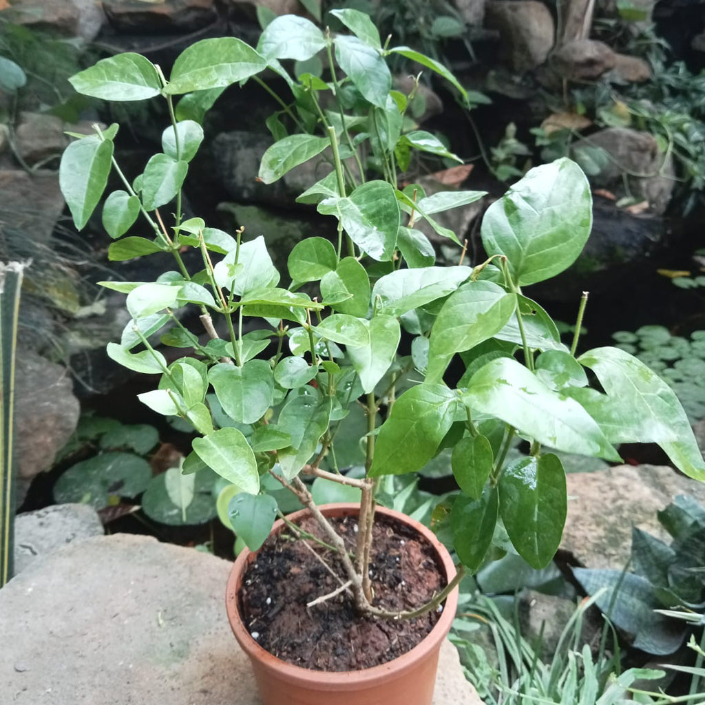 Jasminum Sambac Madan Mogra Plant - myBageecha