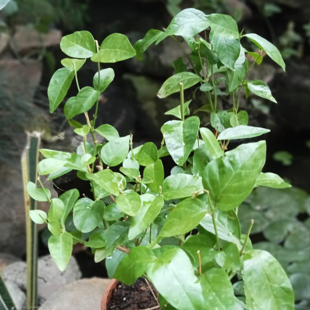 Jasminum Sambac Madan Mogra Plant - myBageecha