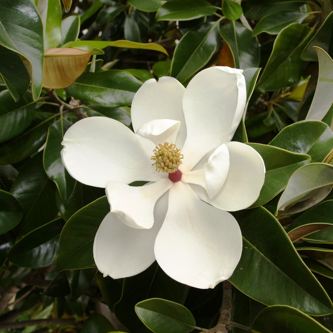 Him Champa / Magnolia Grandiflora Plants myBageecha - myBageecha
