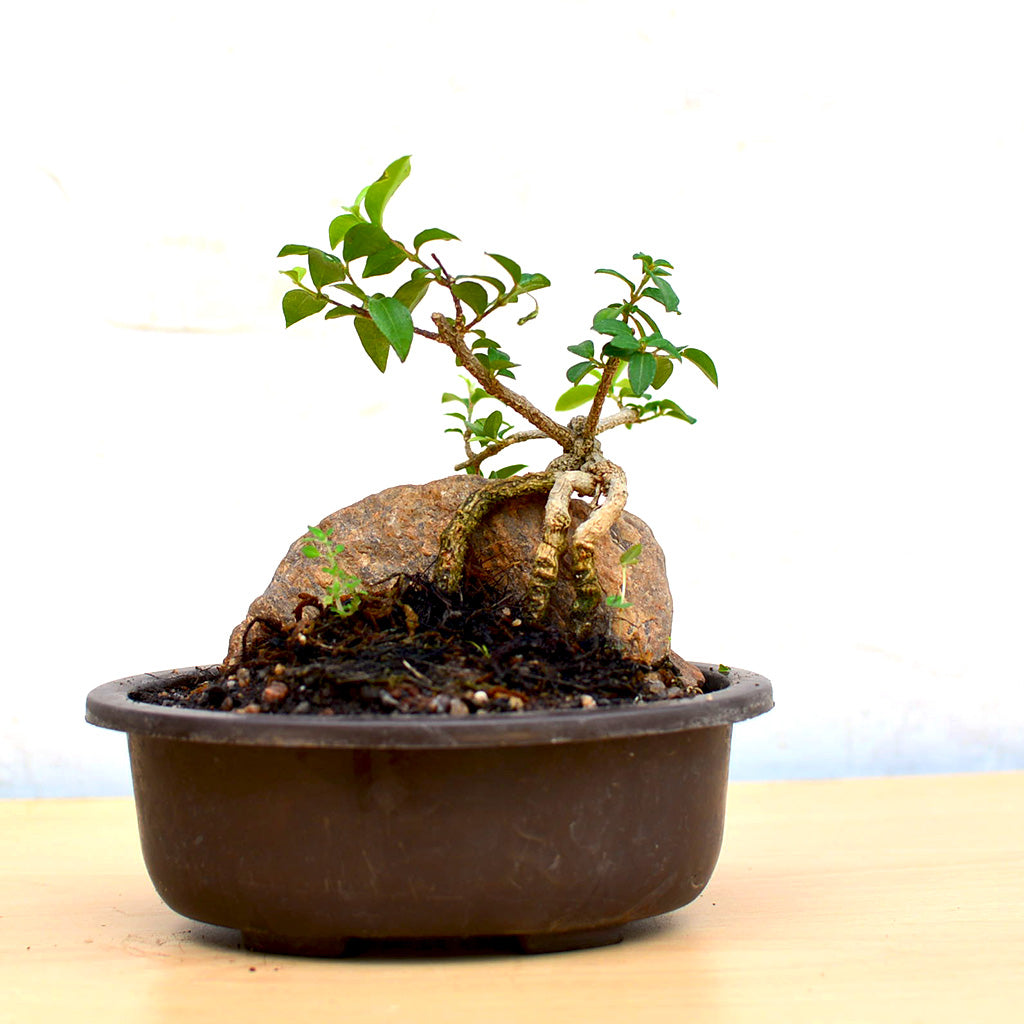 Bonsai Malphigia Mame with Plant in bonsai form – myBageecha