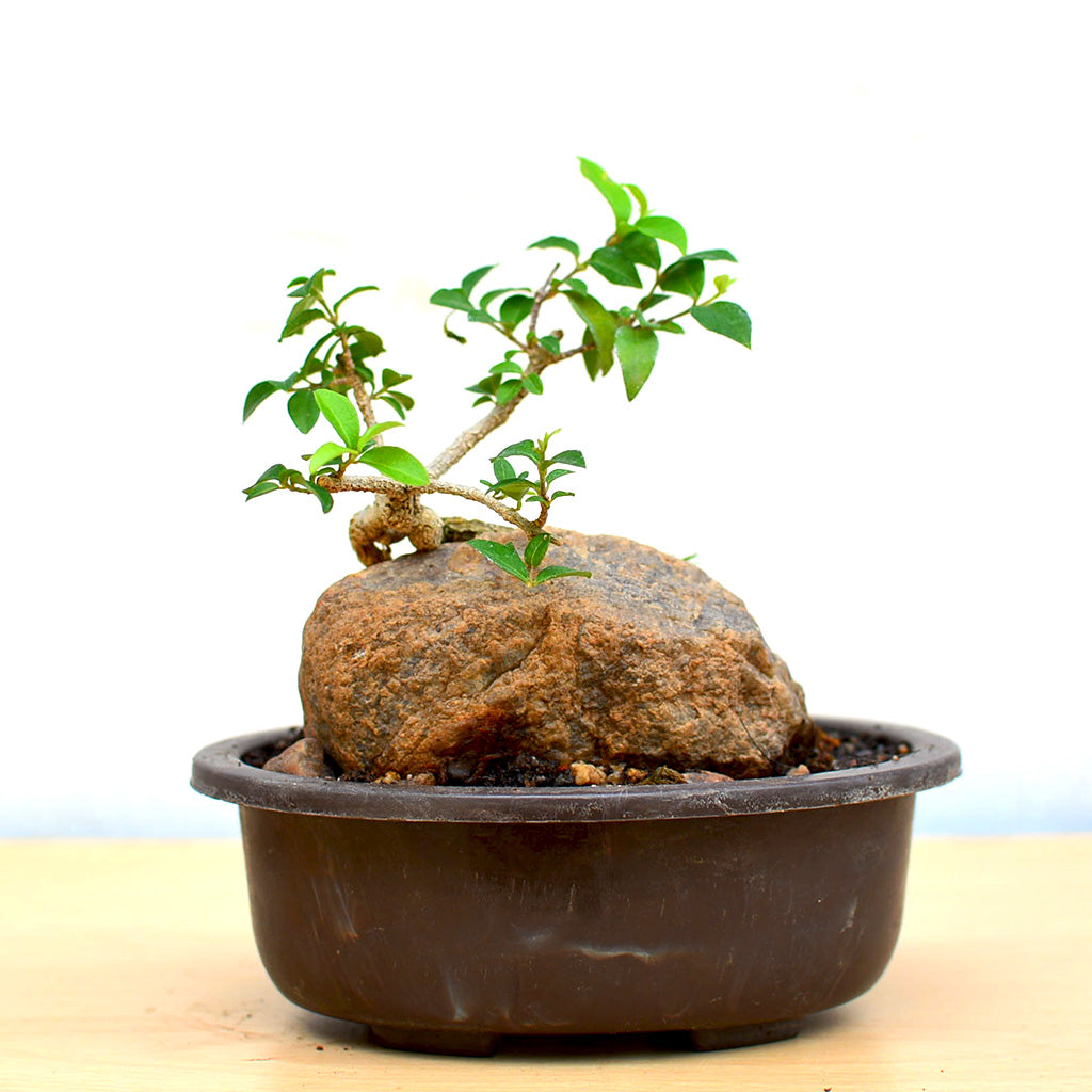 Bonsai Malphigia Mame Plant with Rock in small ceramic pot