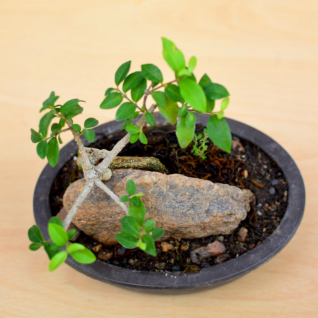 Bonsai Malphigia Mame Plant with glossy leaves