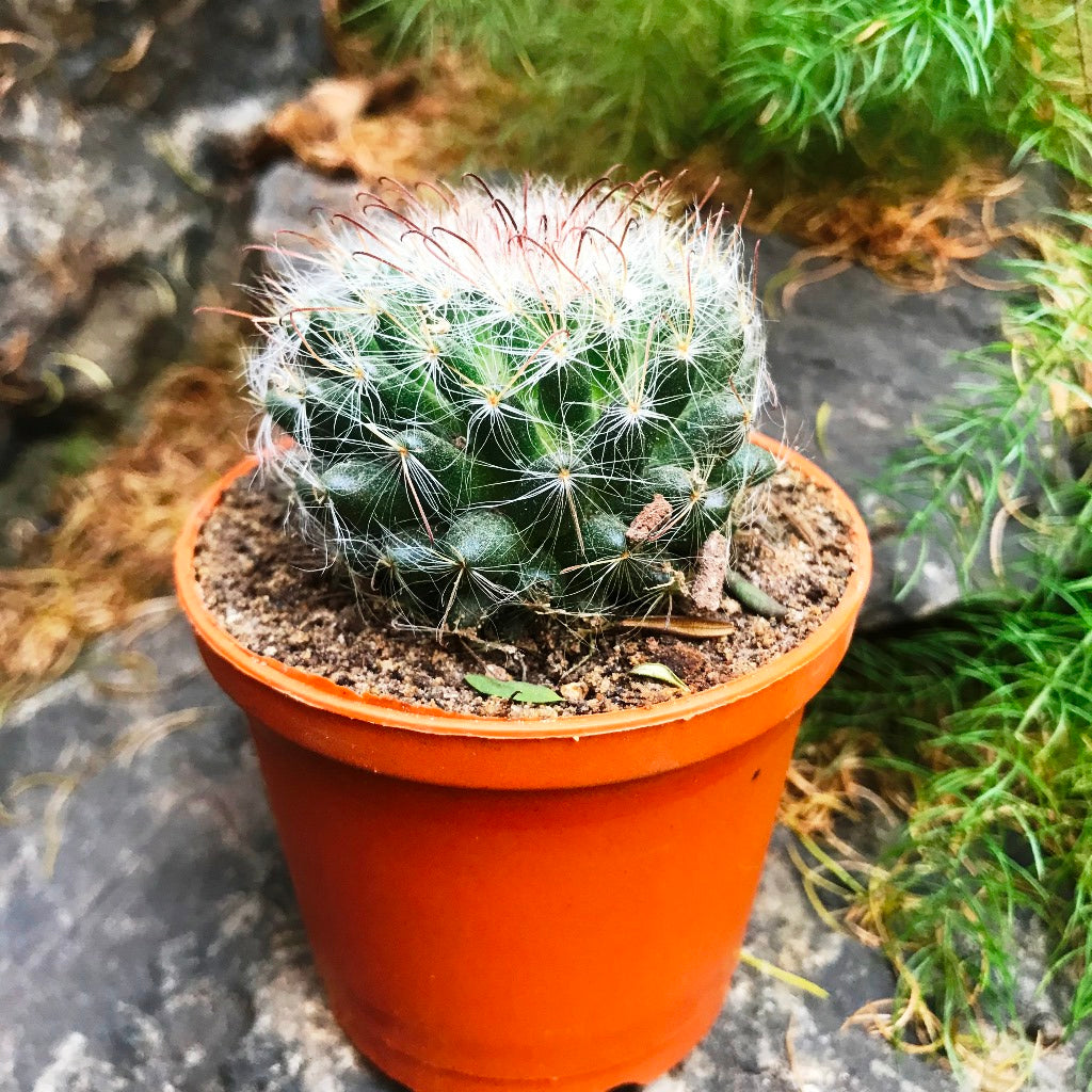 Mammillaria Bocasana Powder Puff Cactus Plant - myBageecha