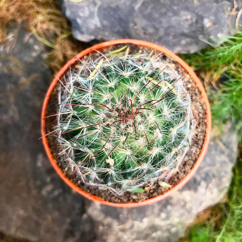 Mammillaria Bocasana Powder Puff Cactus Plant - myBageecha