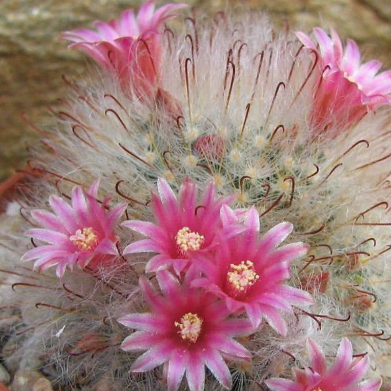 Mammillaria Bocasana Powder Puff Cactus Plant - myBageecha