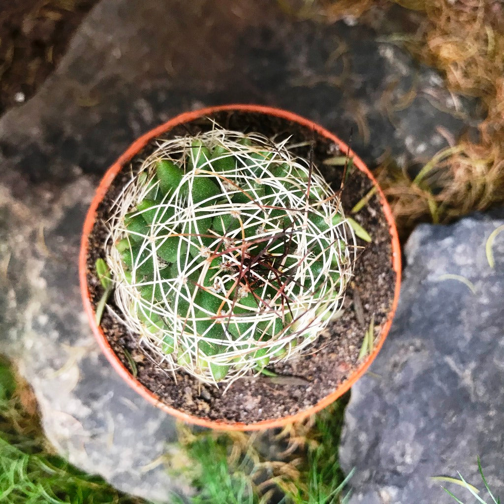 Mammillaria Camptotricha Birds Nest Cactus Plant - myBageecha
