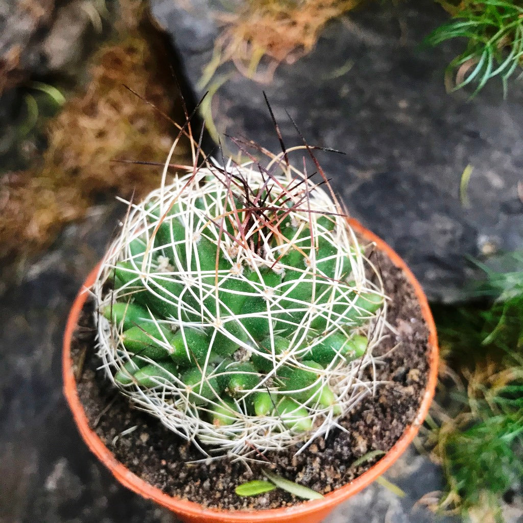 Mammillaria Camptotricha Birds Nest Cactus Plant - myBageecha
