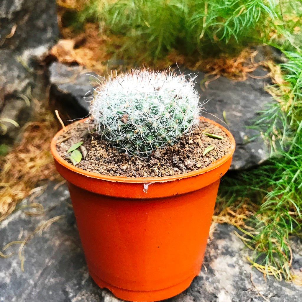 Mammillaria Hahniana Old Lady Cactus Plant - myBageecha