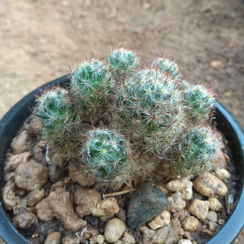 Mammillaria Prolifera Silver Cluster Cactus Plant - myBageecha