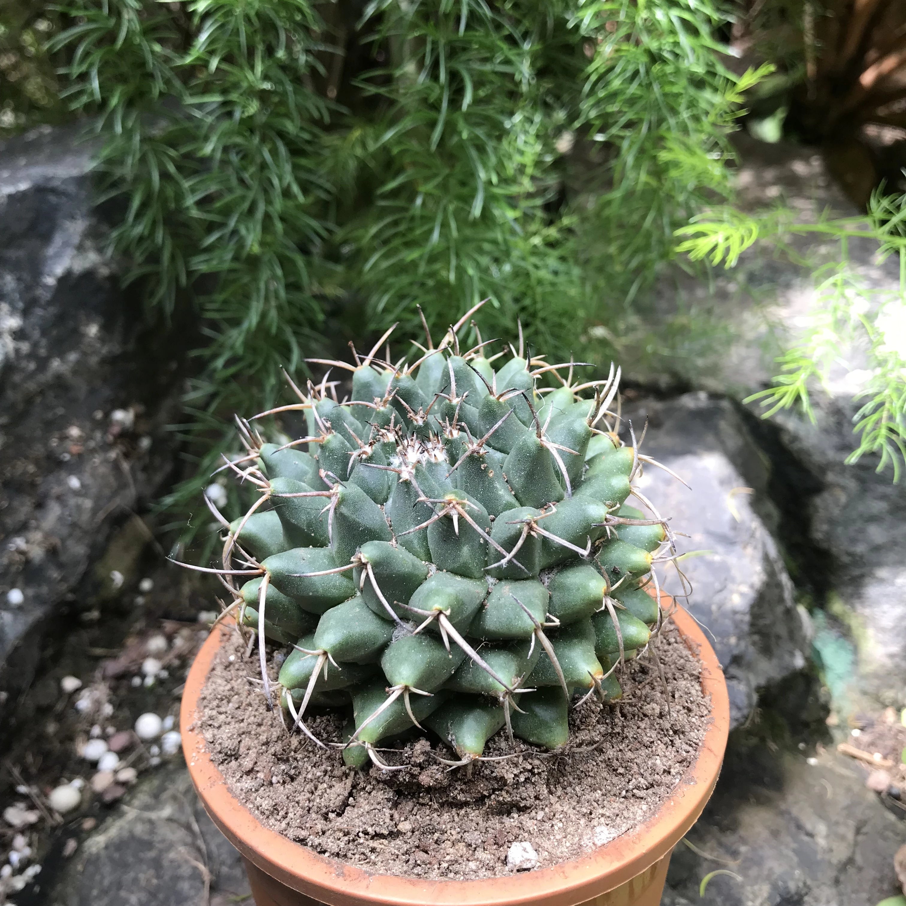 Mammillaria Compressa Mother of Hundreds Cactus Plant - myBageecha