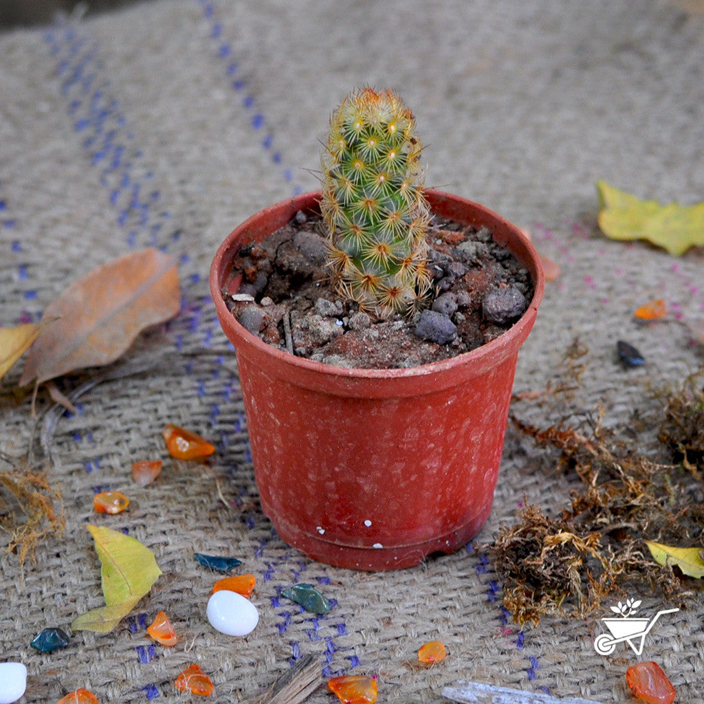 Golden Star Cactus Cactus myBageecha - myBageecha