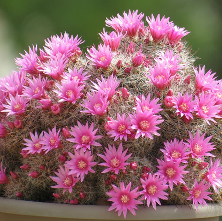 Mammillaria Zeilmanniana Rose Pincushion Cactus Plant - myBageecha