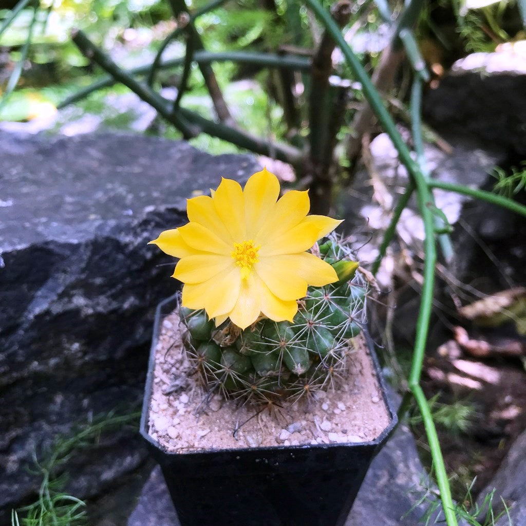 Mammillaria Beneckei Cactus Plant Online