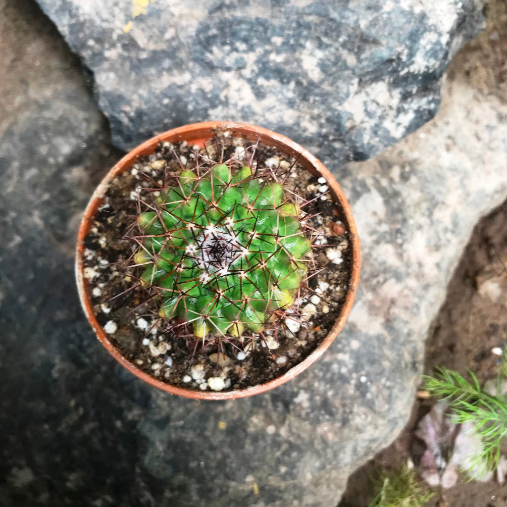 Mammillaria Confusa Cactus Plant - myBageecha