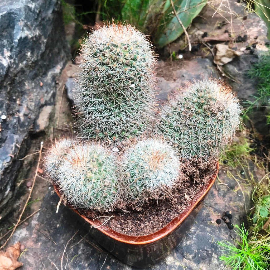 Mammillaria Matudae Clump Cactus Plant - myBageecha