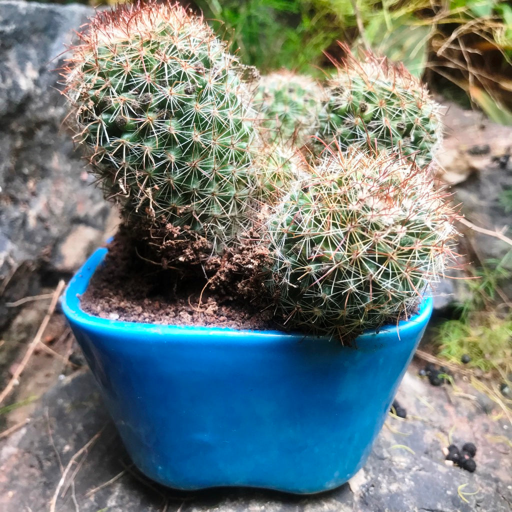 Mammillaria Spinosissima Rubrispina Clump Cactus Plant - myBageecha