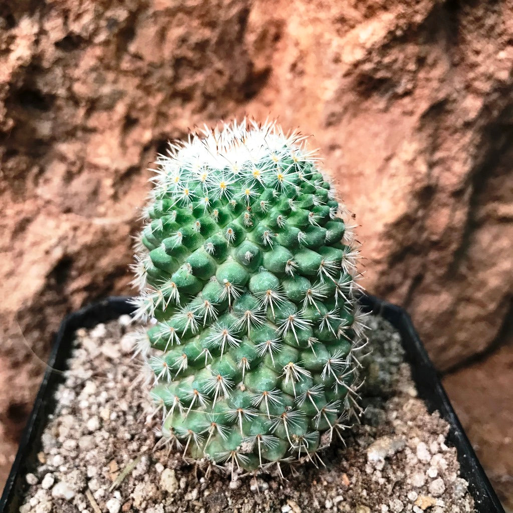 Mammillaria Voburnensis Cactus Plant - myBageecha