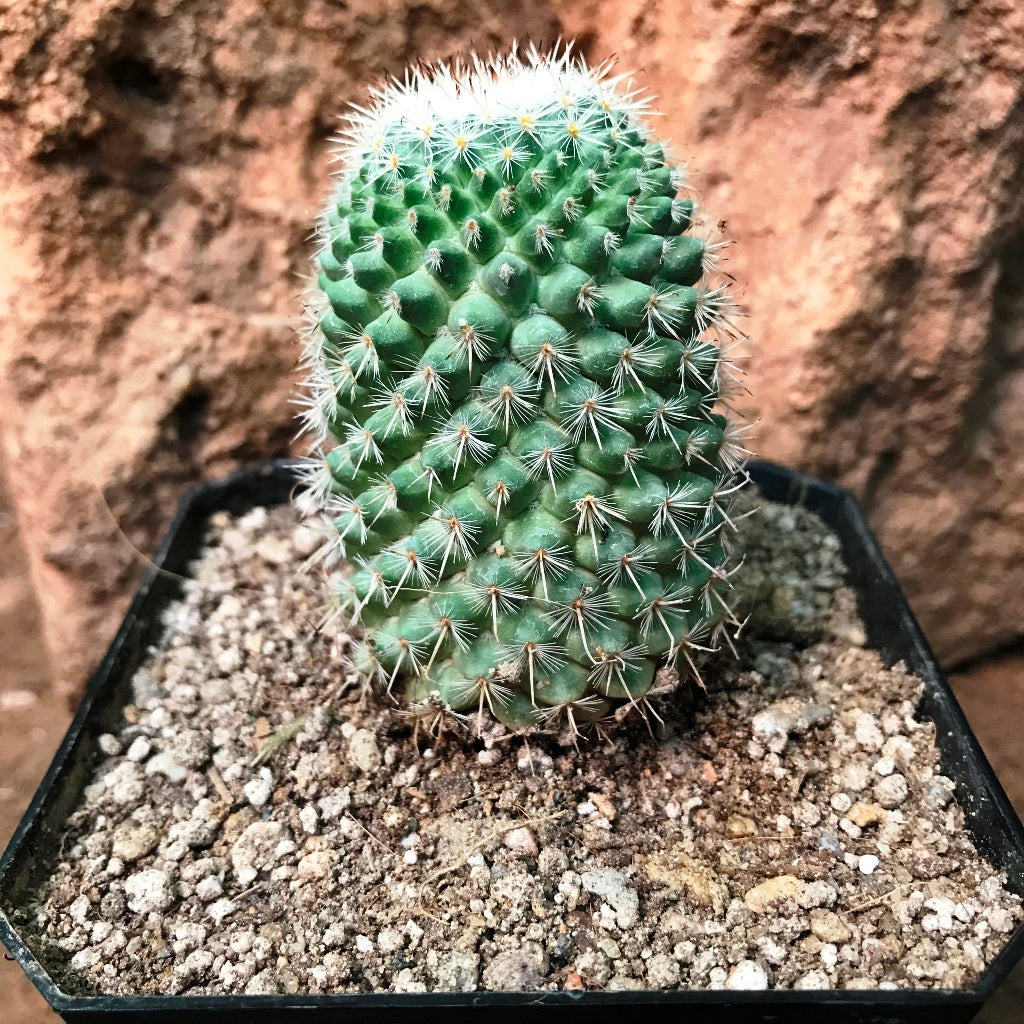Mammillaria Voburnensis Cactus Plant - myBageecha