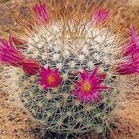Mammillaria Bella Globular Cactus Plant Online in India