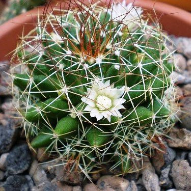 Bird's Nest Cactus Plants myBageecha - myBageecha