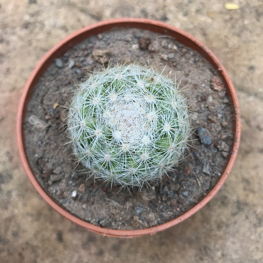 Mammillaria Elegans Elegant Nipple Cactus Plant - myBageecha