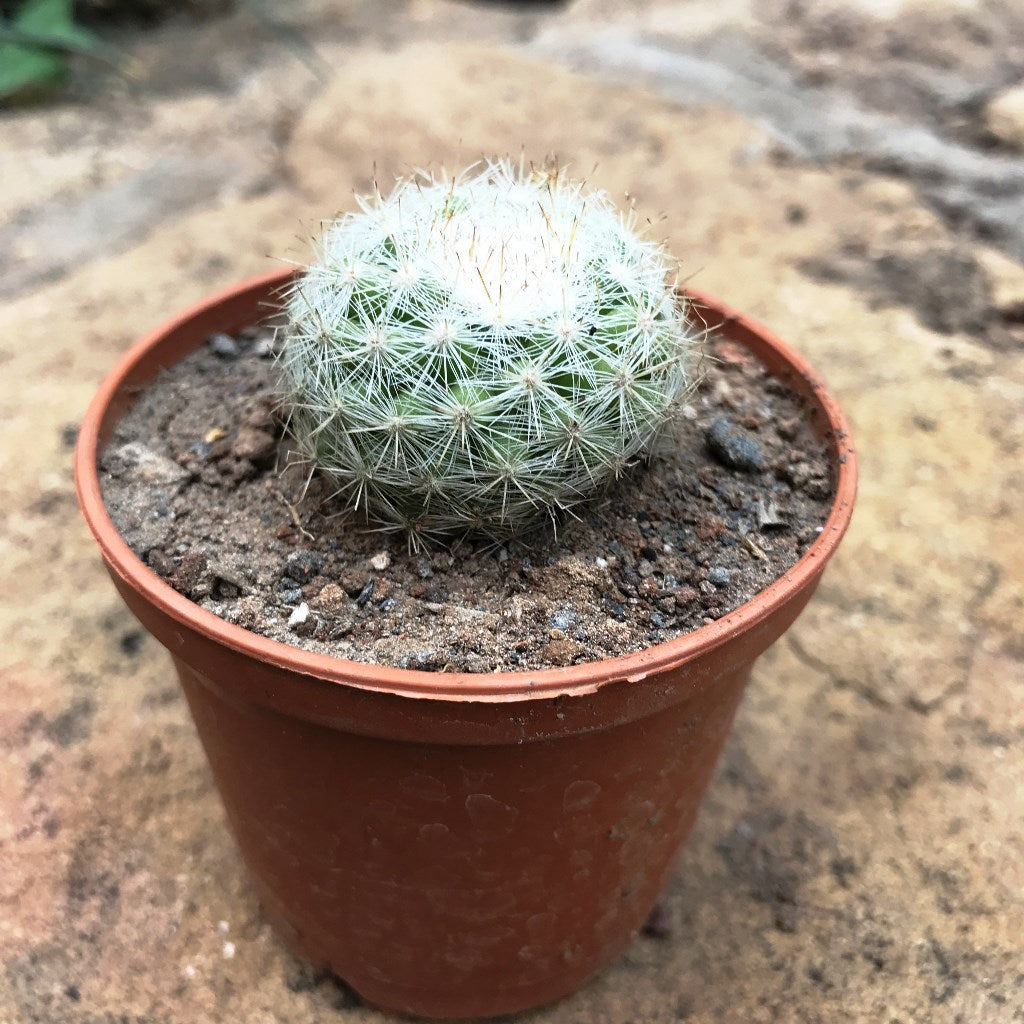 Mammillaria Elegans Elegant Nipple Cactus Plant - myBageecha