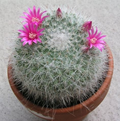 Mammillaria Hahniana Old Lady Cactus Plant Online | myBageecha