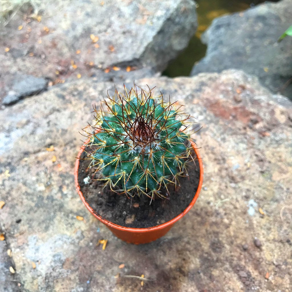 Mammillaria Rodantha Rainbow Pincushion Cactus Plant - myBageecha