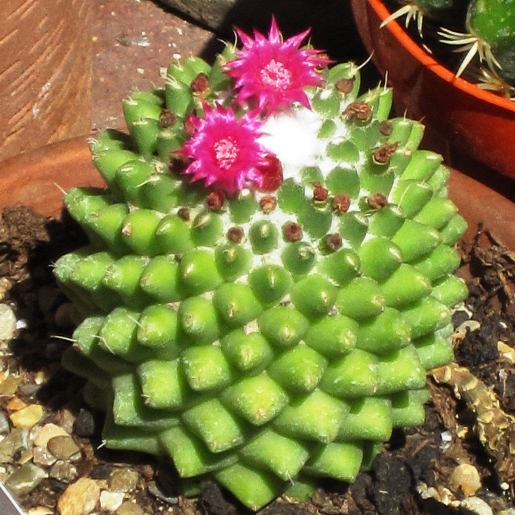 Mammillaria Polythele Toluca Cactus Plant - myBageecha