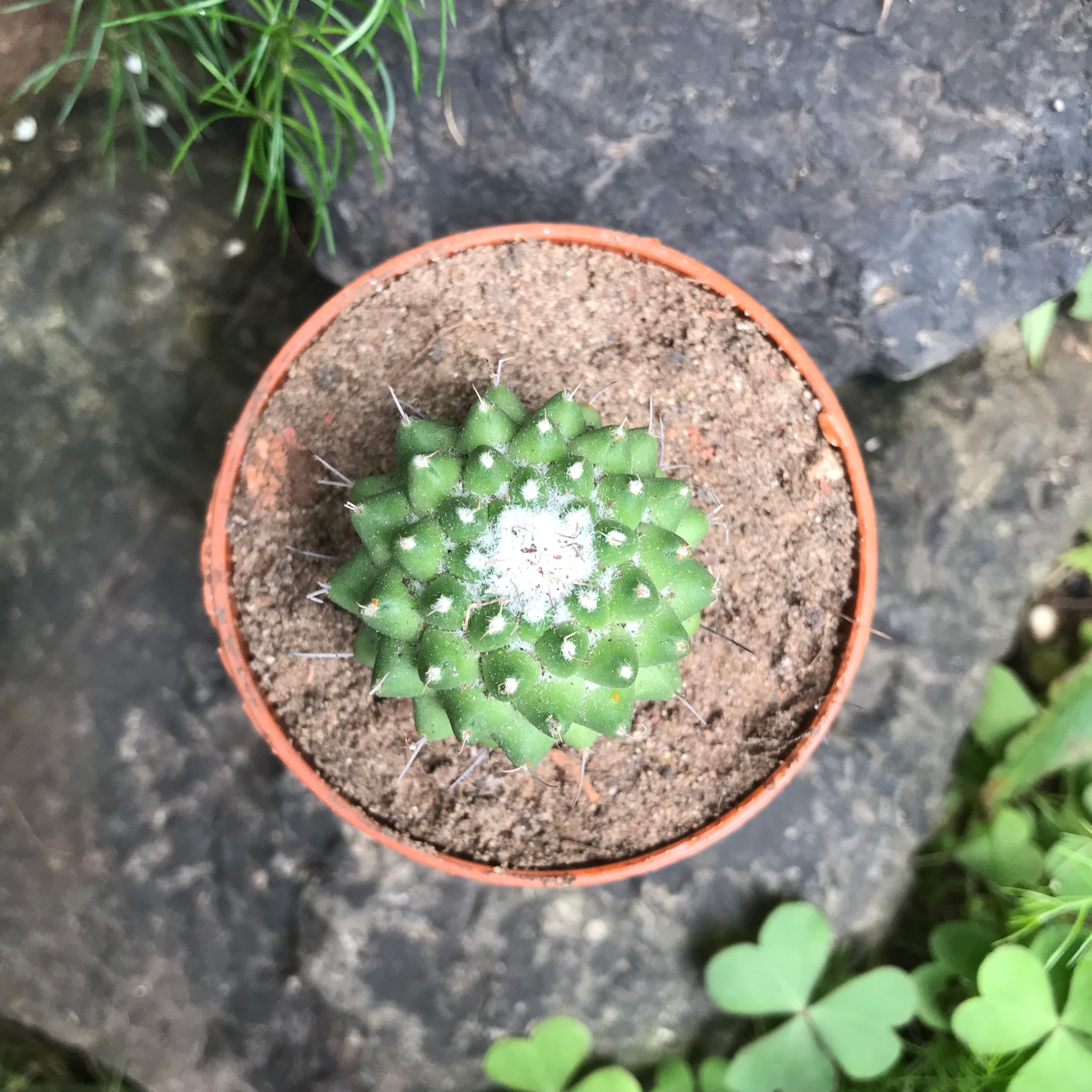 Mammillaria Polythele Toluca Cactus Plant - myBageecha