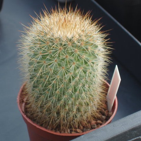 Mammillaria Bella Cactus Plant - myBageecha