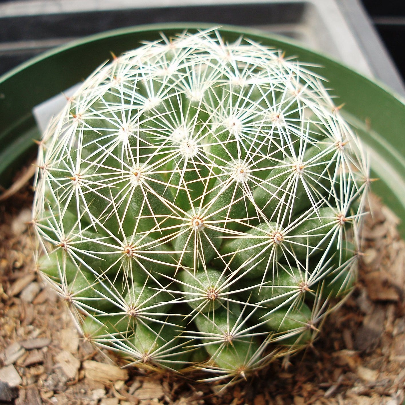 Mammillaria Camptotricha Birds Nest Cactus Plant Online