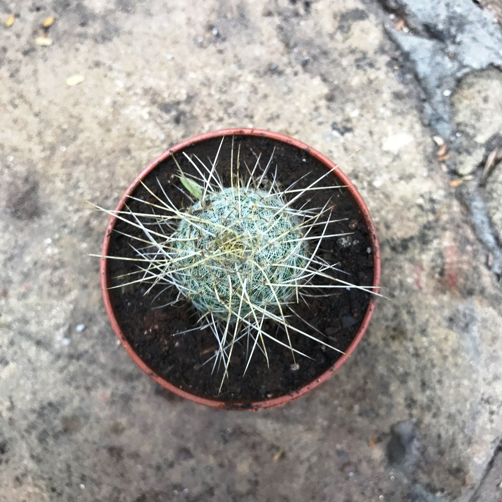 Mammillaria Nejapensis var. Longispina Cactus Plant - myBageecha