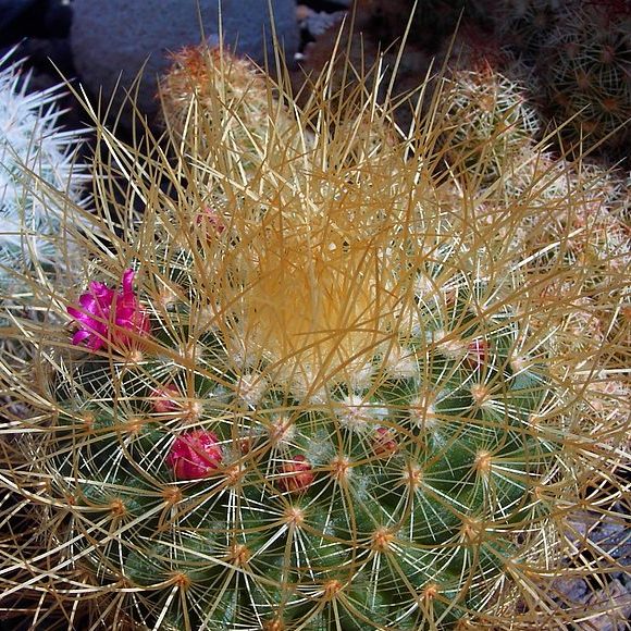 Mammillaria Pringlei Lemon Ball Cactus Plant - myBageecha