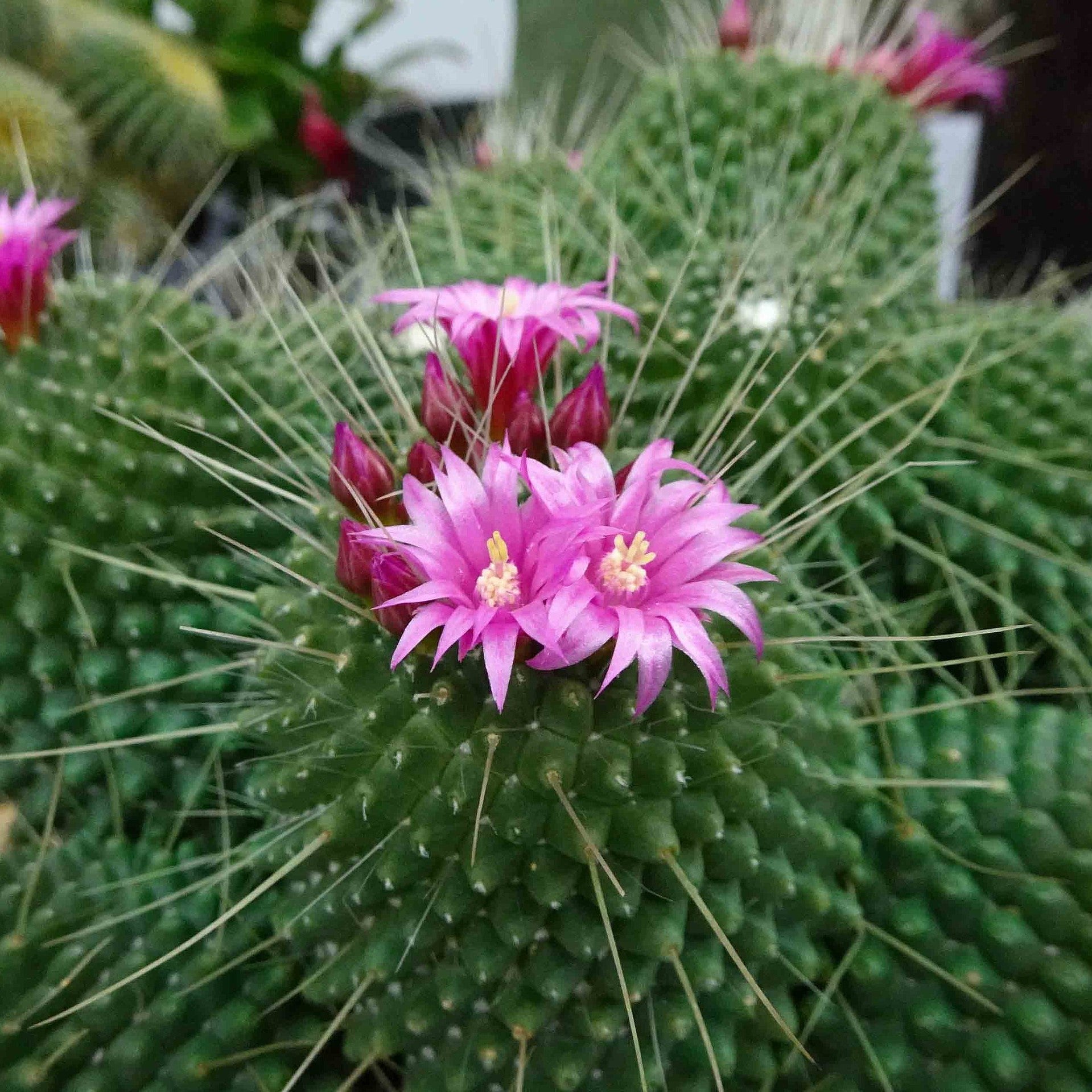 Mammillaria spinosissima cv. Un Pico Cactus Plant - myBageecha