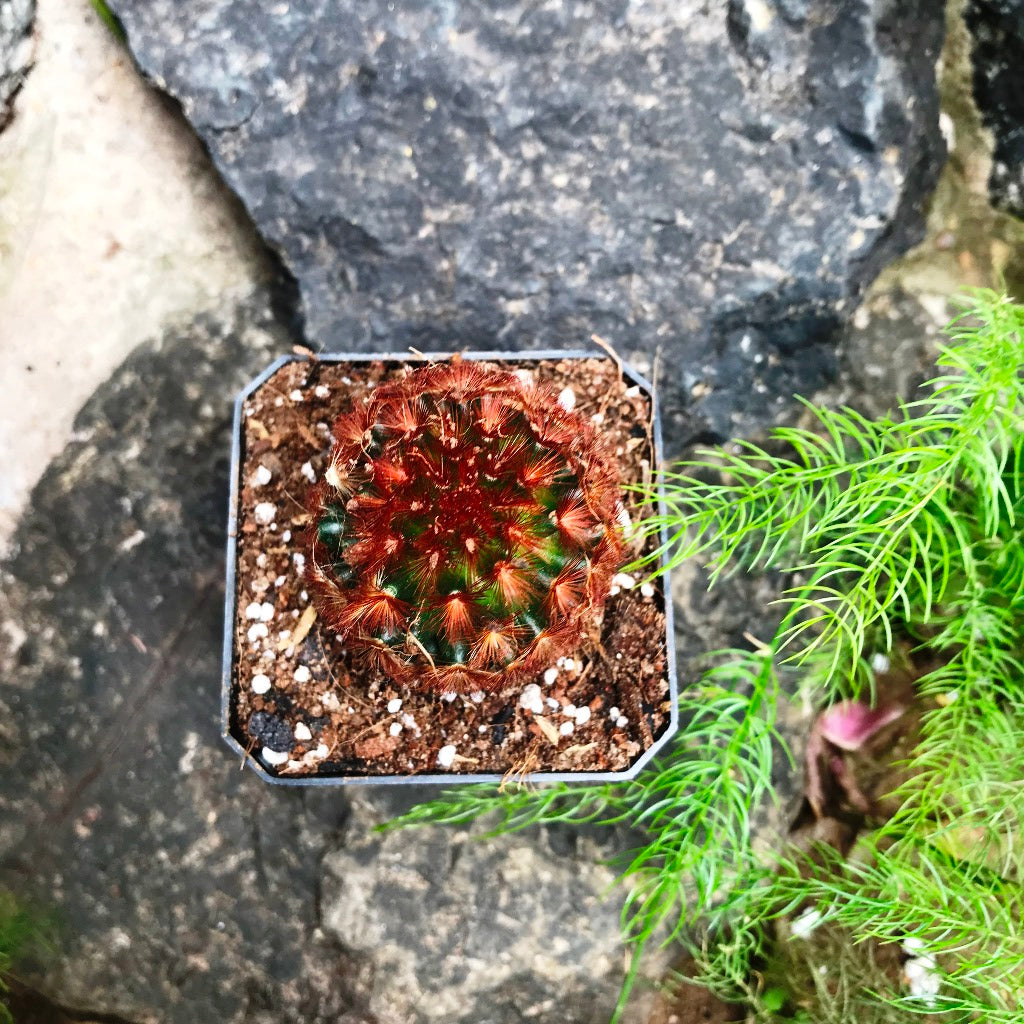 Mammillaria Carmenae Rubrispina Cactus Plant - myBageecha