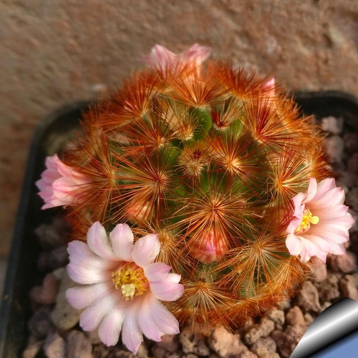Mammillaria Carmenae Rubrispina Cactus Plant - myBageecha