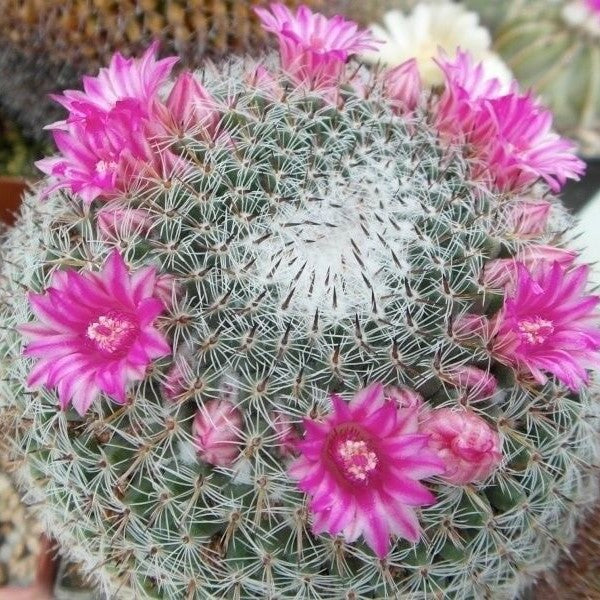 Mammillaria Perbella Cactus Plant - myBageecha
