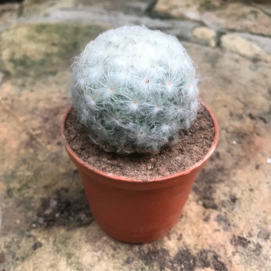 Mammillaria Plumosa Cactus Plant - myBageecha