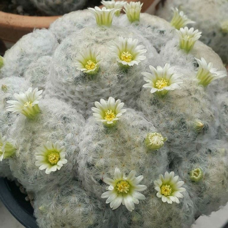 Mammillaria Plumosa Cactus Plant - myBageecha