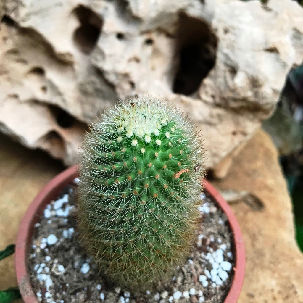 Mammillaria Spinosissima Cactus Plant - myBageecha