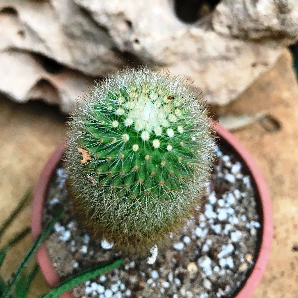 Mammillaria Spinosissima Cactus Plant - myBageecha