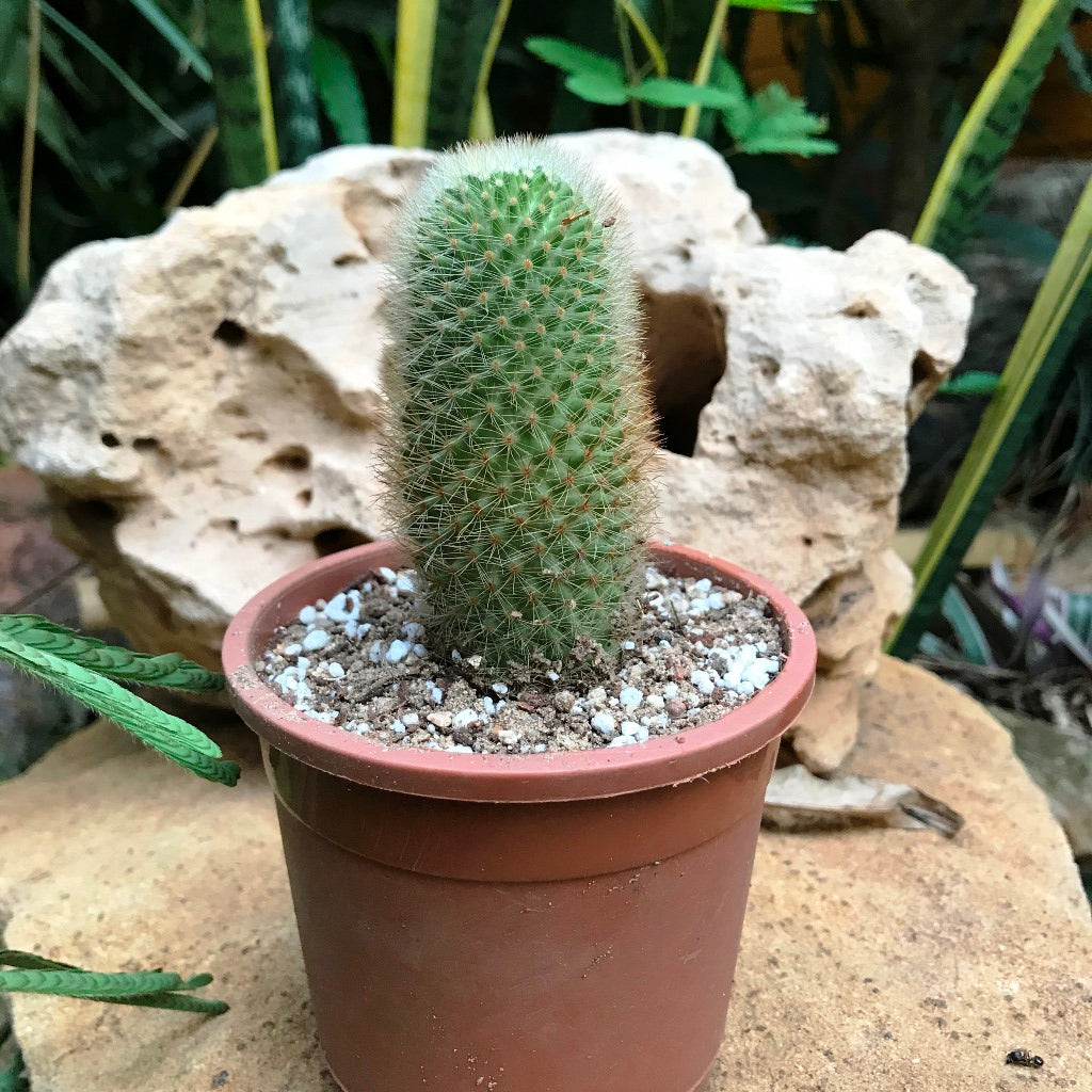 Mammillaria Spinosissima Cactus Plant - myBageecha