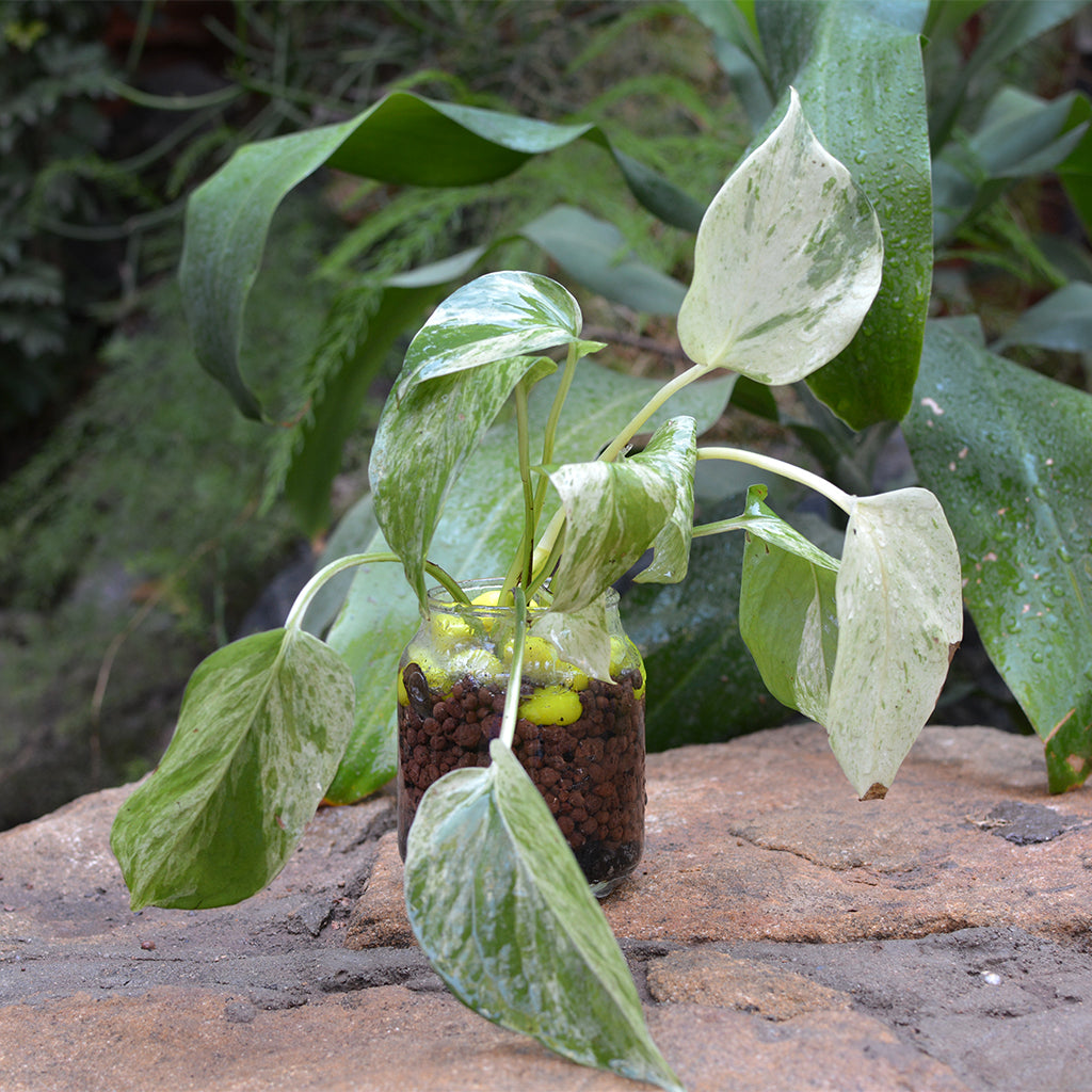 Royal Mottle Water Terrarium Kit - myBageecha