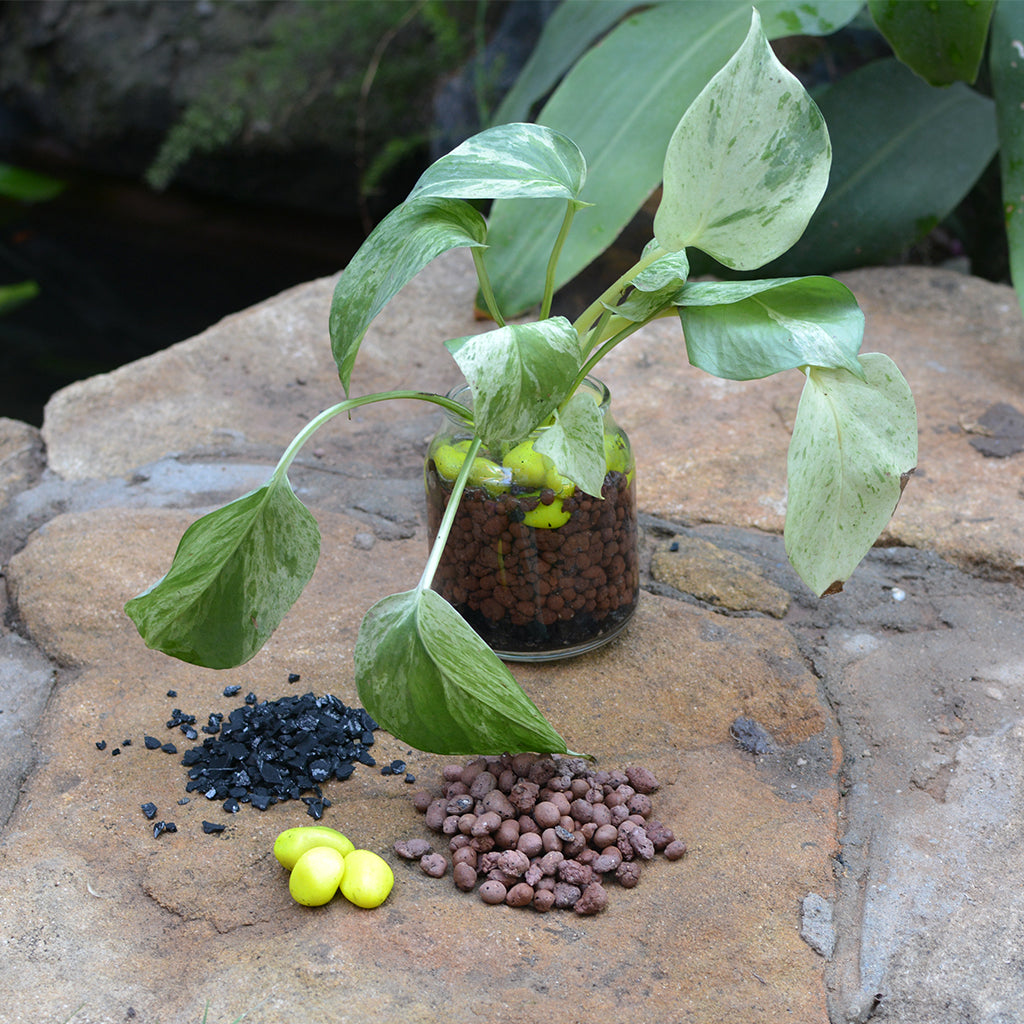 Royal Mottle Water Terrarium Kit - myBageecha